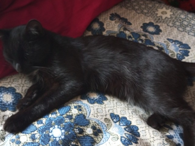 Начинаем котовторник