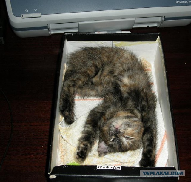 Котовторник 04.06.2013