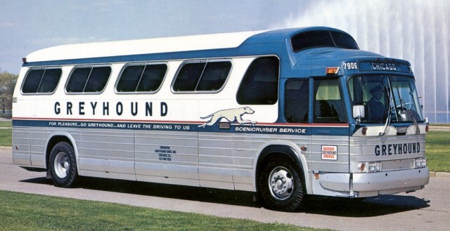 А вы как собак выгуливаете?