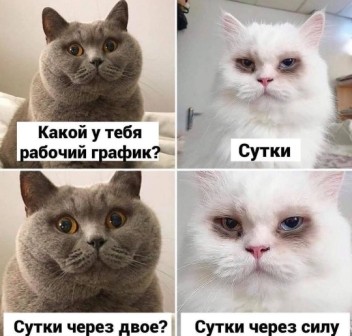 К котовторнику: подборка картинок-баянов с котиками и про котиков. Выпуск 6