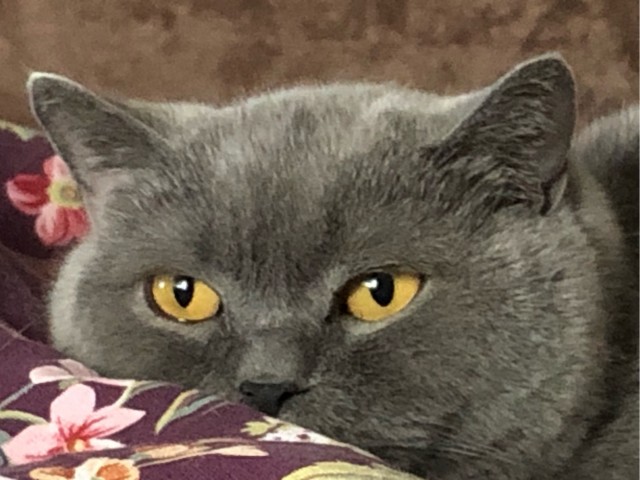 Совпало с котовторником.
