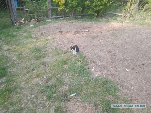 Жизнь домашнего приюта для котеек 544
