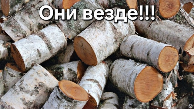 На Сахалине неадекватные браконьеры начали эпично таранить лодки Росрыболовства. Пришлось стрелять в воздух, но и это не особо помогло.
