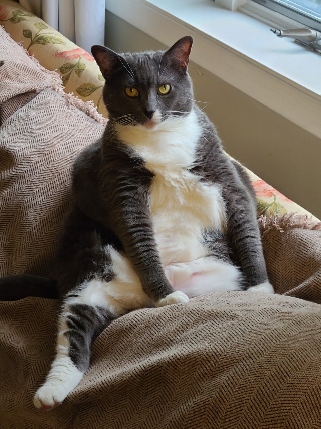 Ну раз котовторник,разрешите представить мою кошечку.