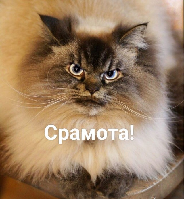 Адские коты