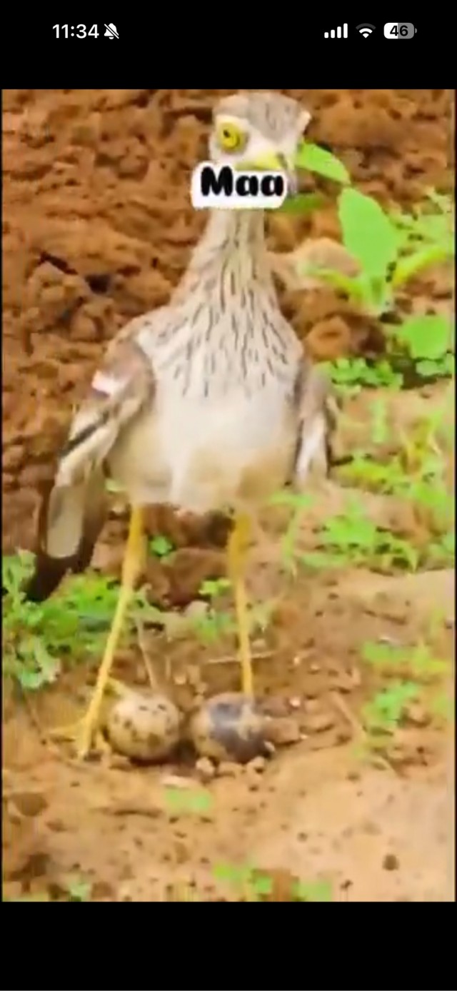 Ты не пройдешь!