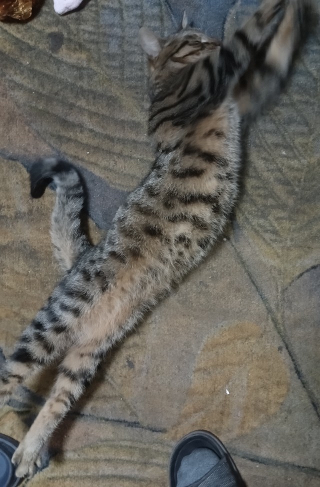 Котовторник вроде бы. Тоже присоединяюсь к рабам кошачьих.