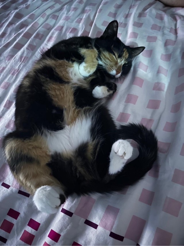 Спящих котеек тред