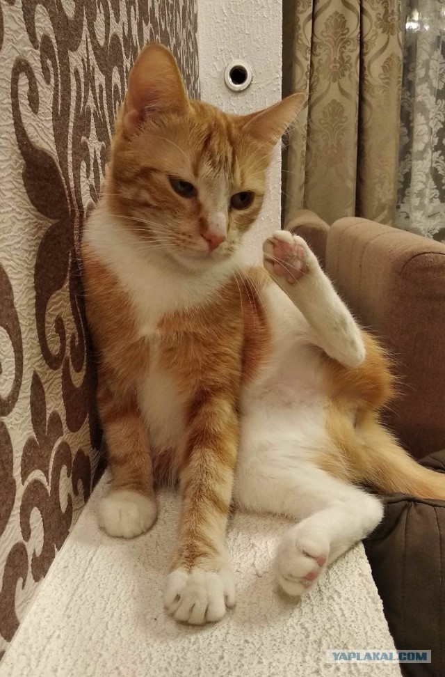 МоеЭ Котэ