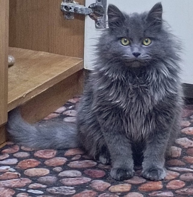 У нас теперь тоже котовторник