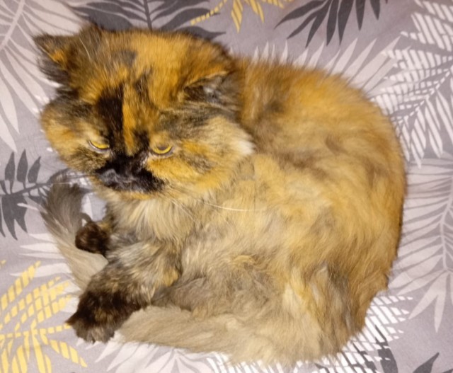 Не успел к котовторнику