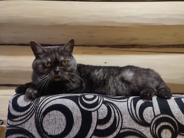 Котовторник же!