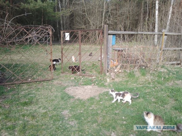 Жизнь домашнего приюта для котеек 577