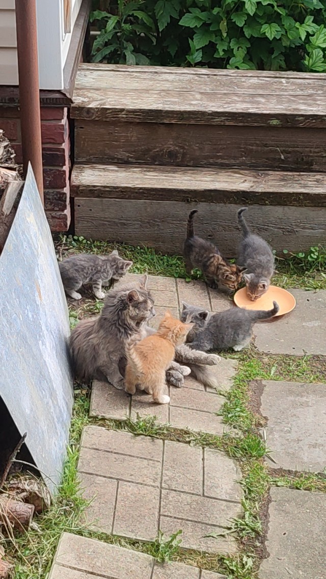 В Казани мужчина спас котёнка