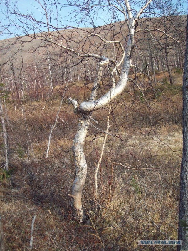 Суровые Норильские дети..