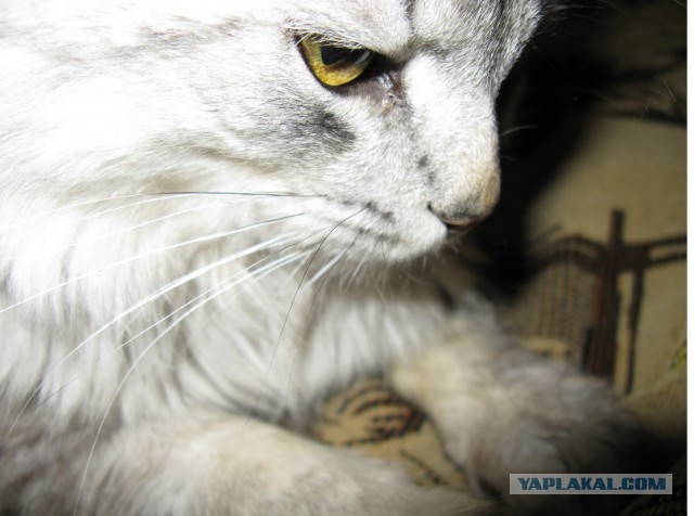 Котовторник 22.10.2013