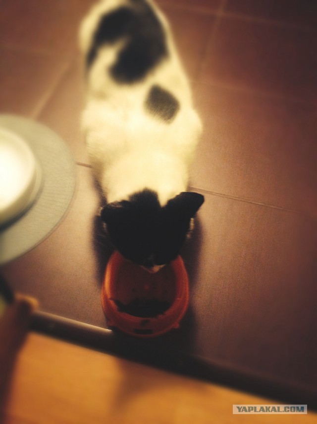 Моё котэ жрёт креветку