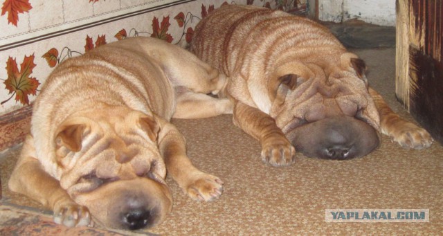 Собакочетверг на 02.01.2014