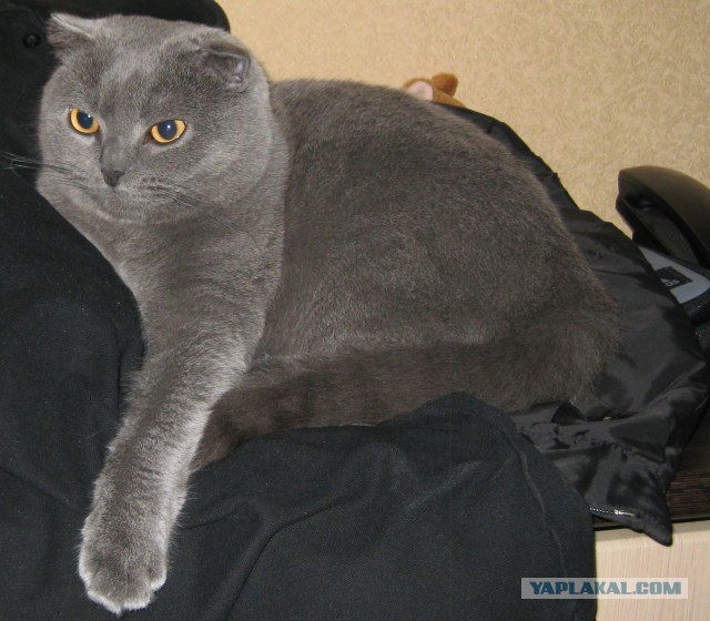 Котовторник 25.02.2014