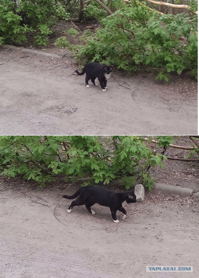 Котовторник 6.05.2014
