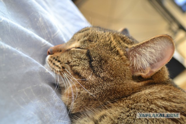 Котовторник 6.05.2014