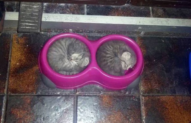 Прикольные картинки на понедельник .