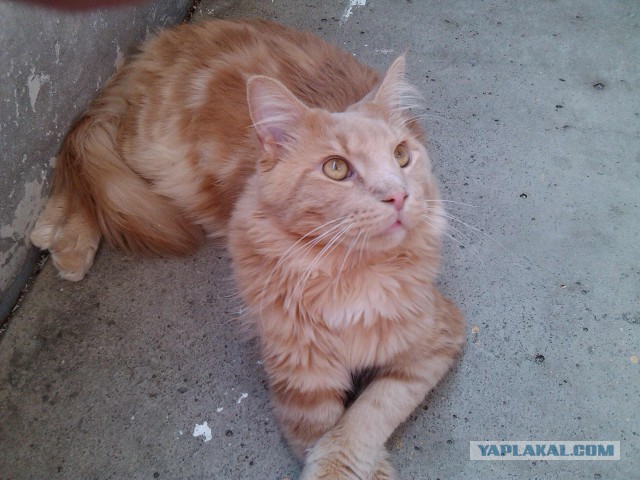 Котовторник 02.09.2014