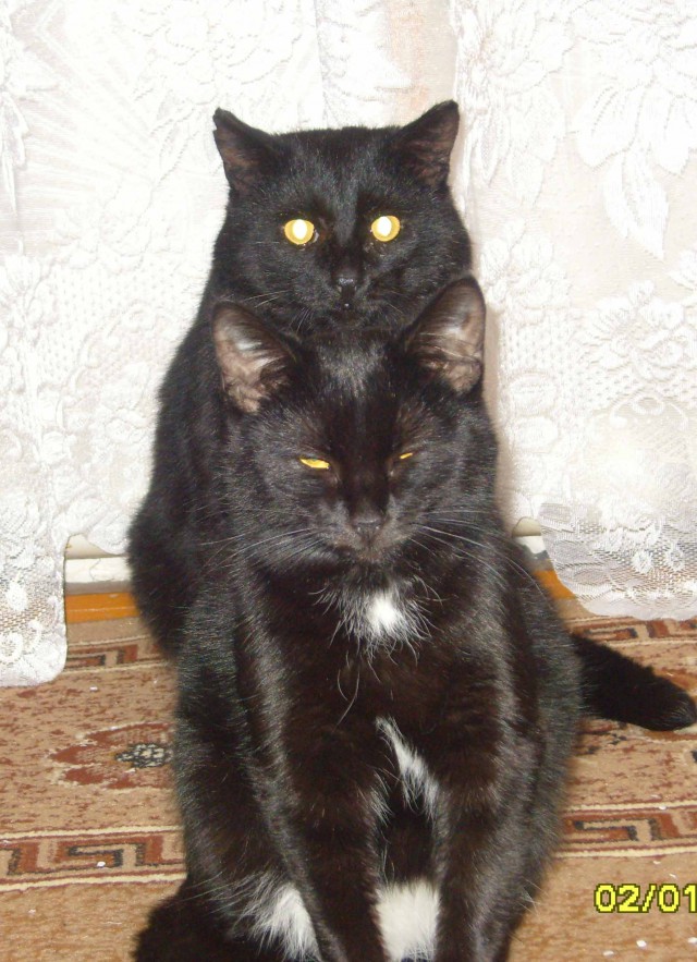 Животные в шоке
