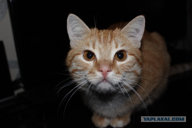 Котовторник 06.01.2015