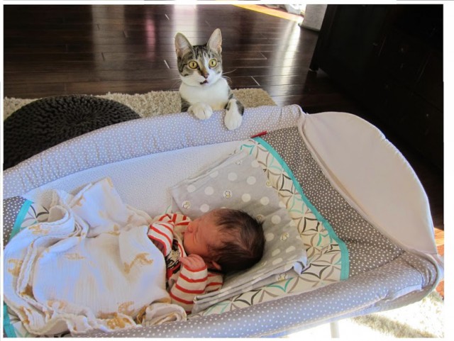 Кот впервые увидел младенца