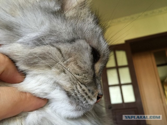 Котовторник