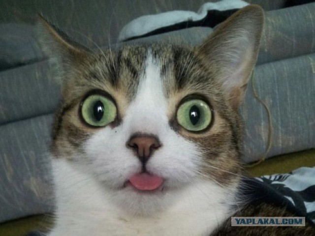 Коты, они - как люди!