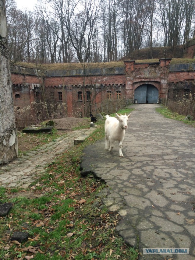 Зимний Калининград