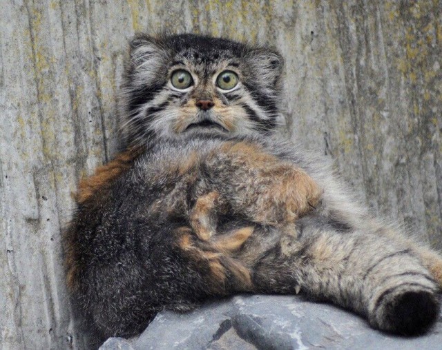 Кое что о манулах