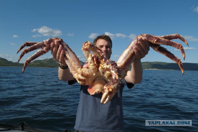 Вот это крабы в Австралии