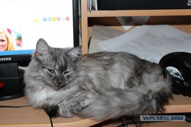 Восьмомартовский котовторник
