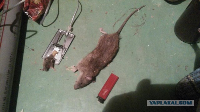 Быстрый совет по ловле крысы
