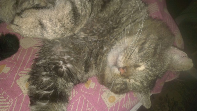 Мой пошел гулять