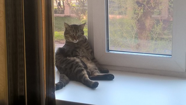 Котовторник 03.05.2016