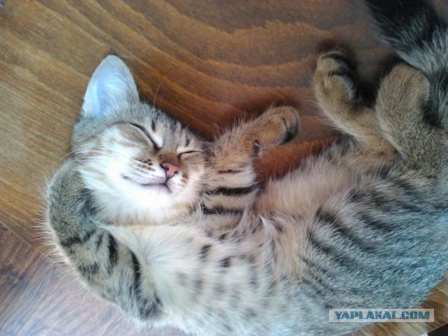 Котовторник 31.05.2016