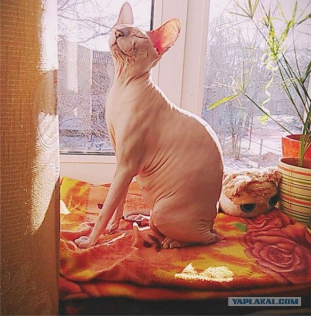 Котовторник  17.01.2017