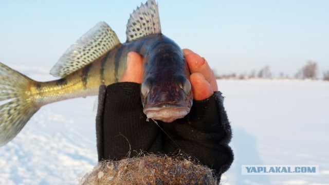 Ловля берша на Каме