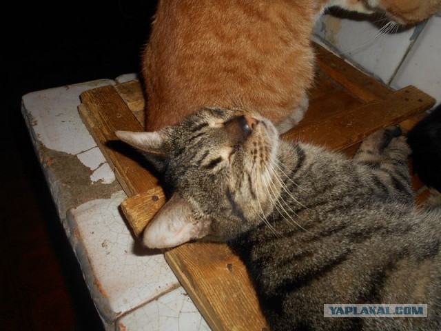 Жизнь домашнего приюта для котеек 156