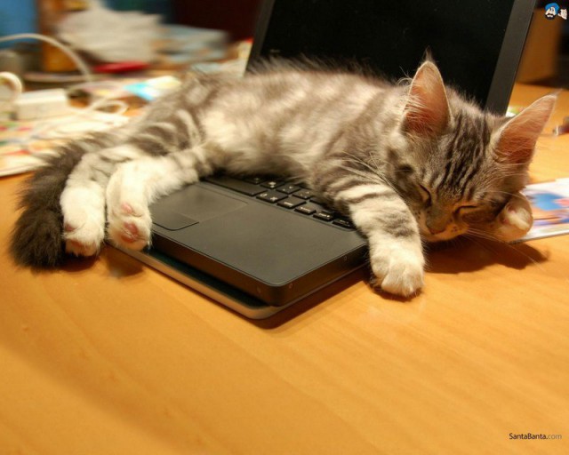Коты и Кошки