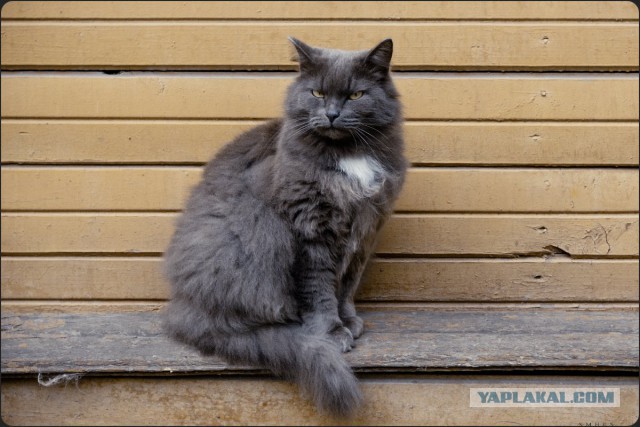 Котовторник