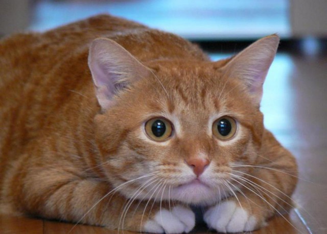 Коты. Отнюдь не ми-ми-ми.