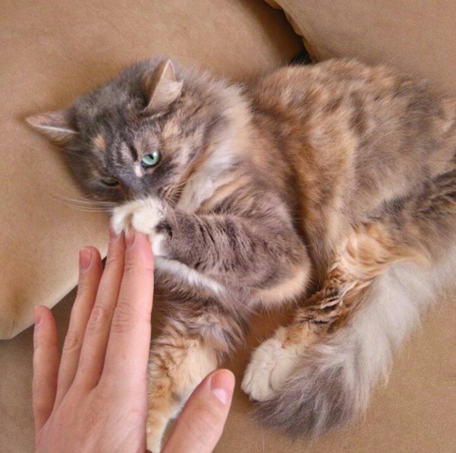 Коты и Кошки