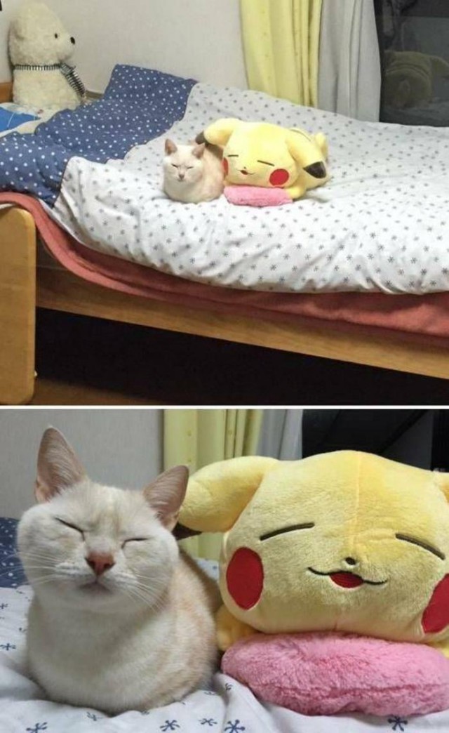 Как спят наши странные коты