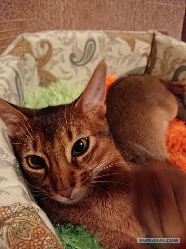 Котовторник 20.02.18