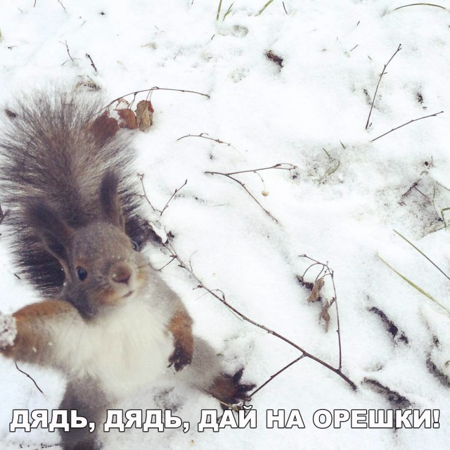 Живность из сети